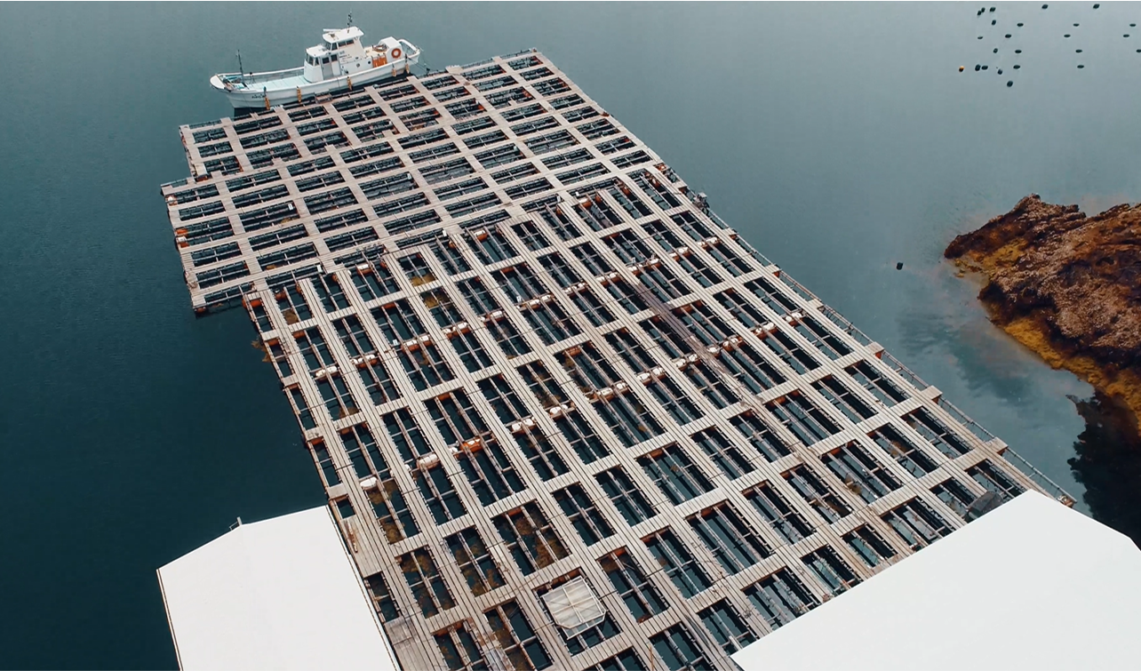 FK: FACE OF TASAKI - NEW COLLECTION (Fig. 1)